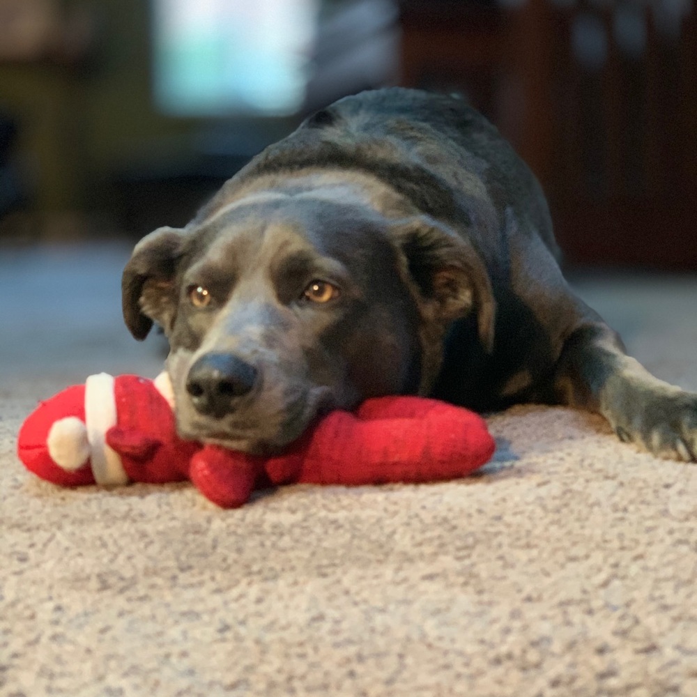 Meet your Posher, Roz 🥰